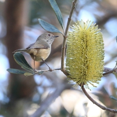 Acanthiza pusilla (Brown Thornbill) at Burrill Lake, NSW - 17 Jun 2014 by CharlesDove