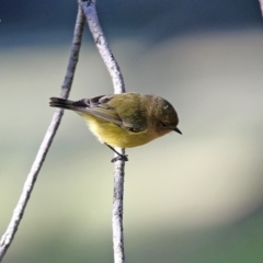 Acanthiza nana (Yellow Thornbill) at Burrill Lake, NSW - 16 Jun 2014 by Charles Dove