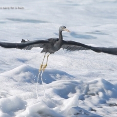 Egretta sacra (Eastern Reef Egret) at South Pacific Heathland Reserve - 15 Jun 2014 by Charles Dove