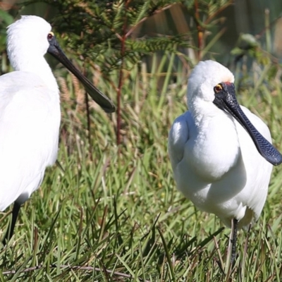 Platalea regia (Royal Spoonbill) at Burrill Lake, NSW - 16 Jun 2014 by Charles Dove