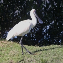 Platalea regia at Burrill Lake, NSW - 17 Jun 2014 12:00 AM