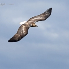 Haliaeetus leucogaster (White-bellied Sea-Eagle) at South Pacific Heathland Reserve - 17 Jun 2014 by CharlesDove