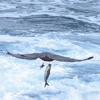 Haliaeetus leucogaster (White-bellied Sea-Eagle) at Ulladulla, NSW - 14 Jun 2014 by CharlesDove