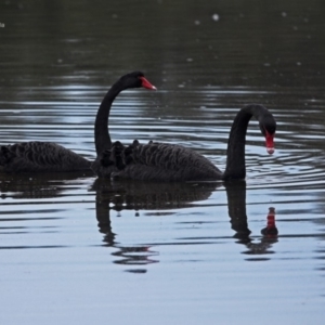 Cygnus atratus at Burrill Lake, NSW - 14 Jun 2014 12:00 AM
