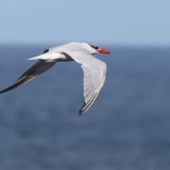 Hydroprogne caspia (Caspian Tern) at Ulladulla, NSW - 14 Jun 2014 by CharlesDove