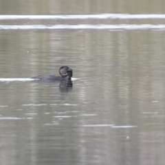 Biziura lobata (Musk Duck) at Meroo National Park - 13 Jun 2014 by CharlesDove