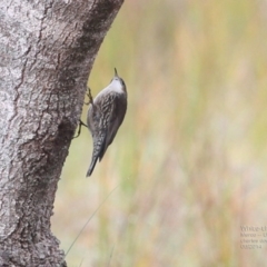 Cormobates leucophaea (White-throated Treecreeper) at Meroo National Park - 13 Jun 2014 by CharlesDove