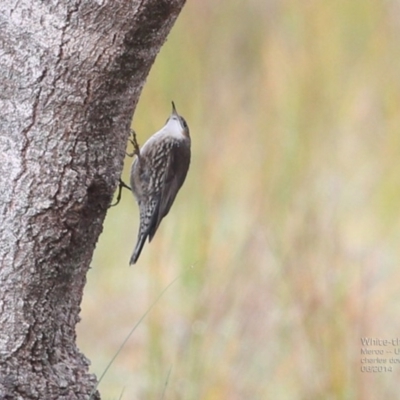 Cormobates leucophaea (White-throated Treecreeper) at Meroo National Park - 13 Jun 2014 by CharlesDove