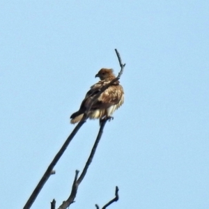 Haliastur sphenurus at Fyshwick, ACT - 26 Jul 2018