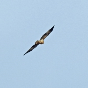 Haliastur sphenurus at Fyshwick, ACT - 26 Jul 2018