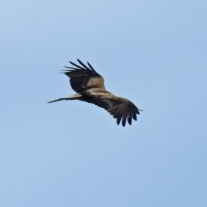 Haliastur sphenurus at Fyshwick, ACT - 26 Jul 2018