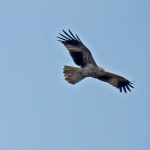 Haliastur sphenurus at Fyshwick, ACT - 26 Jul 2018