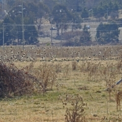 Sturnus vulgaris at Fyshwick, ACT - 26 Jul 2018 01:59 PM