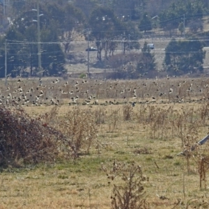 Sturnus vulgaris at Fyshwick, ACT - 26 Jul 2018