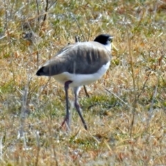 Vanellus miles at Fyshwick, ACT - 26 Jul 2018 11:57 AM