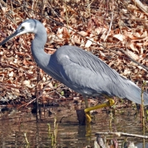 Egretta novaehollandiae at Fyshwick, ACT - 26 Jul 2018 01:43 PM