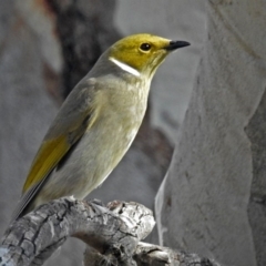 Ptilotula penicillata (White-plumed Honeyeater) at Fyshwick, ACT - 26 Jul 2018 by RodDeb