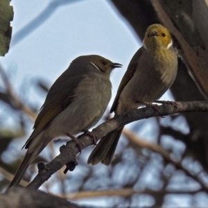 Ptilotula penicillata at Fyshwick, ACT - 26 Jul 2018