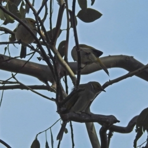 Ptilotula penicillata at Fyshwick, ACT - 26 Jul 2018