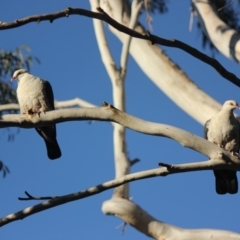 Columba leucomela (White-headed Pigeon) at Undefined - 24 Jul 2018 by nickhopkins