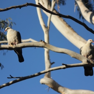 Columba leucomela (White-headed Pigeon) at Undefined - 25 Jul 2018 by nickhopkins