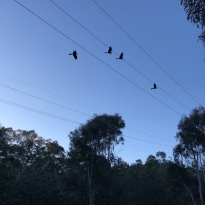 Zanda funerea (Yellow-tailed Black-Cockatoo) at Majura, ACT - 21 Jul 2018 by Dan