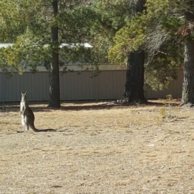 Macropus giganteus (Eastern Grey Kangaroo) at Isaacs, ACT - 27 Jul 2018 by Mike