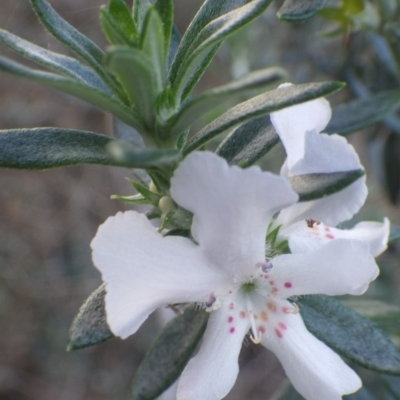 Westringia fruticosa (Native Rosemary) at Jervis Bay National Park - 16 Jul 2018 by PatrickCampbell