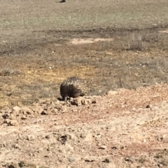 Tachyglossus aculeatus at Gungahlin, ACT - 27 Jul 2018