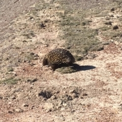 Tachyglossus aculeatus at Gungahlin, ACT - 27 Jul 2018