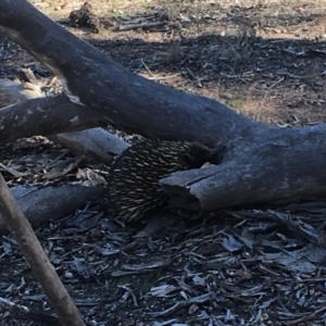 Tachyglossus aculeatus at Gungahlin, ACT - 27 Jul 2018 12:47 PM