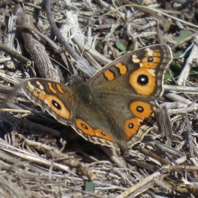 Junonia villida (Meadow Argus) at Tuggeranong DC, ACT - 27 Jul 2018 by KumikoCallaway