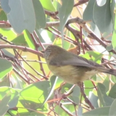 Acanthiza lineata at Fadden, ACT - 27 Jul 2018