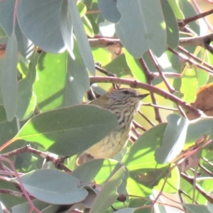 Acanthiza lineata at Fadden, ACT - 27 Jul 2018