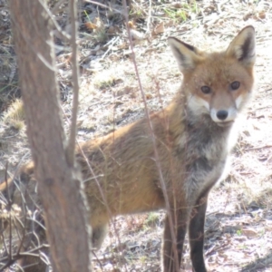 Vulpes vulpes at Wanniassa Hill - 27 Jul 2018 12:08 PM