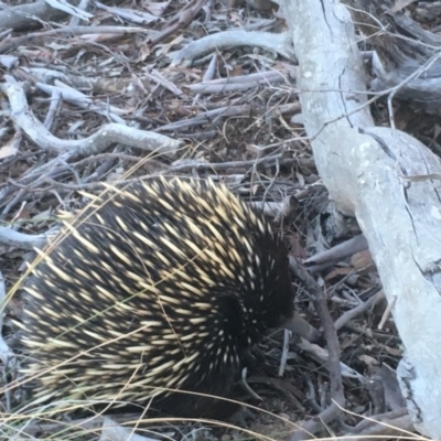 Tachyglossus aculeatus (Short-beaked Echidna) at Mulligans Flat - 21 Jul 2018 by Mothy