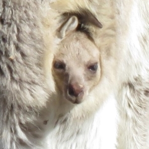 Macropus giganteus at Wanniassa, ACT - 27 Jul 2018 12:34 PM