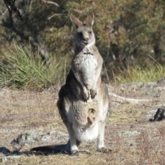 Macropus giganteus at Wanniassa, ACT - 27 Jul 2018 12:34 PM