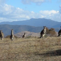 Macropus giganteus at Wanniassa, ACT - 27 Jul 2018 12:34 PM