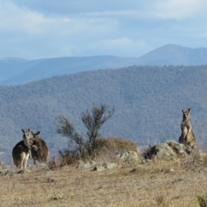 Macropus giganteus at Wanniassa, ACT - 27 Jul 2018 12:34 PM