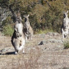 Macropus giganteus at Wanniassa, ACT - 27 Jul 2018 12:34 PM