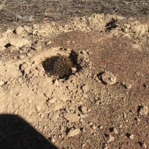 Tachyglossus aculeatus at Gungahlin, ACT - 14 Jul 2018