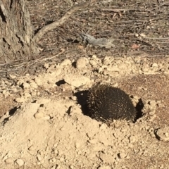 Tachyglossus aculeatus at Gungahlin, ACT - 14 Jul 2018