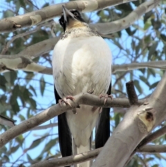 Gymnorhina tibicen at Symonston, ACT - 20 May 2015