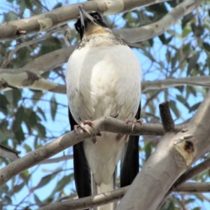 Gymnorhina tibicen at Symonston, ACT - 20 May 2015