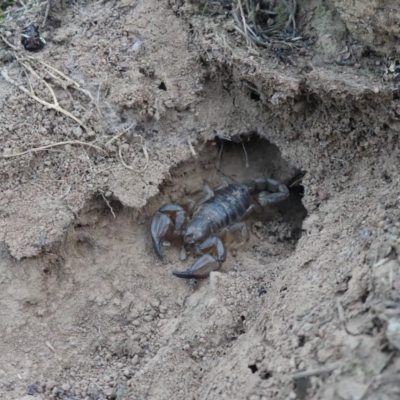 Urodacus manicatus (Black Rock Scorpion) at Majura, ACT - 27 Jul 2018 by WalterEgo