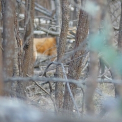 Vulpes vulpes (Red Fox) at Mount Ainslie - 27 Jul 2018 by WalterEgo