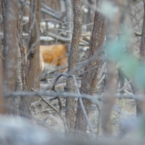 Vulpes vulpes at Majura, ACT - 27 Jul 2018 04:08 PM