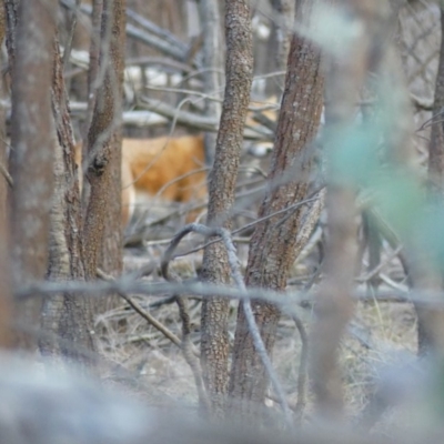 Vulpes vulpes (Red Fox) at Majura, ACT - 27 Jul 2018 by WalterEgo