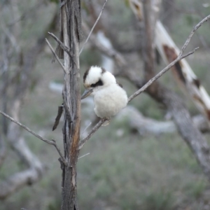 Dacelo novaeguineae at Majura, ACT - 27 Jul 2018